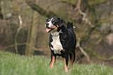 BOUVIER D'APPENZELL 058